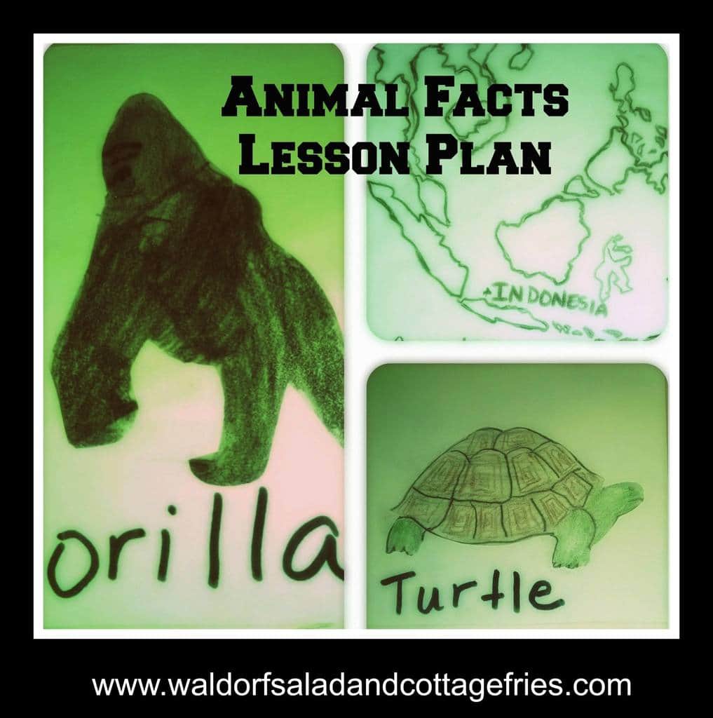 Animal facts lesson plan - Geeky Educational Link Up
